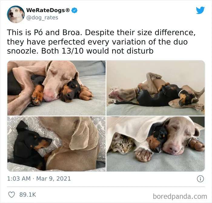 This Twitter Account Rates People's Dogs And It's Hilarious (50 New Pics)