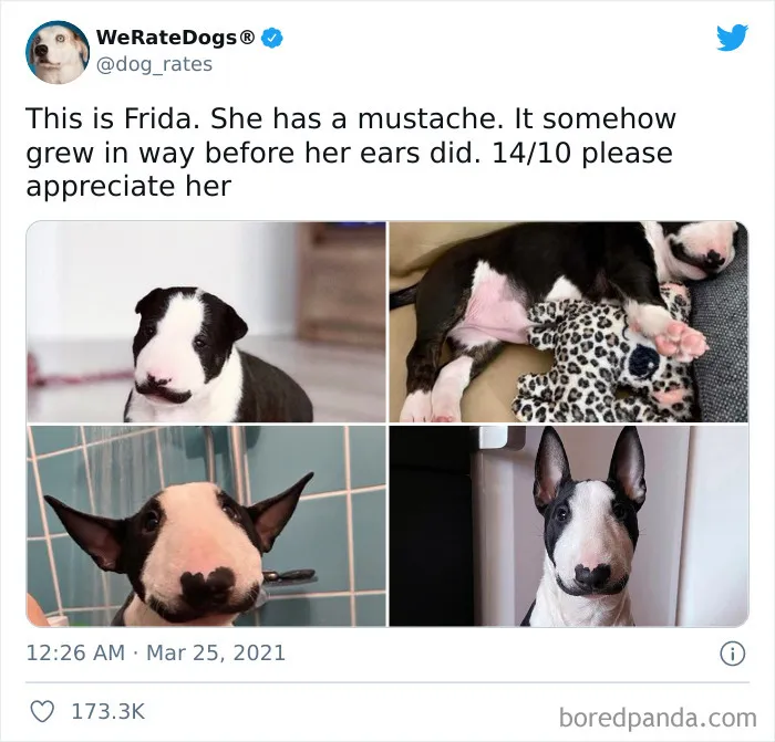 This Twitter Account Rates People's Dogs And It's Hilarious (50 New Pics)