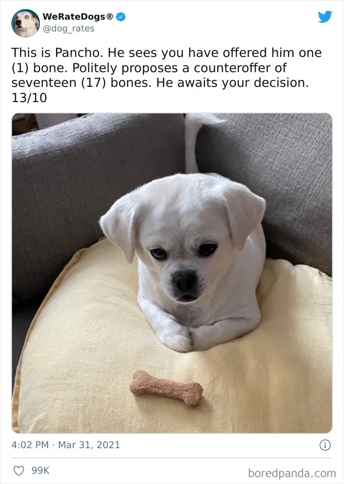 This Twitter Account Rates People's Dogs And It's Hilarious (50 New Pics)