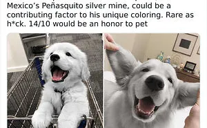 This Twitter Account Rates People's Dogs And It's Hilarious (50 New Pics)