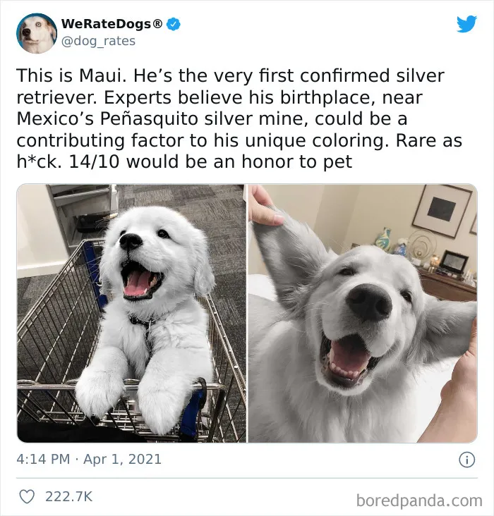 This Twitter Account Rates People's Dogs And It's Hilarious (50 New Pics)