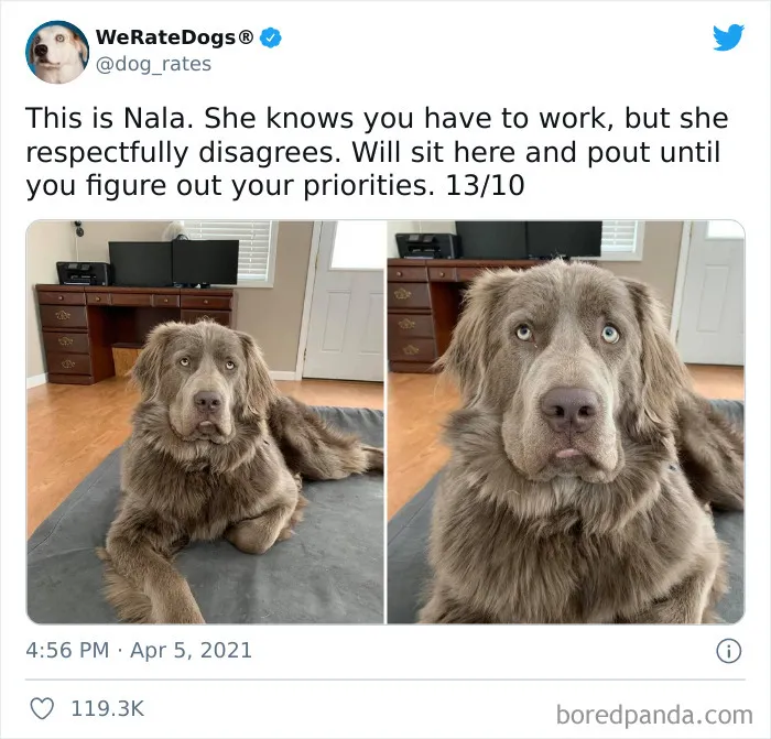 This Twitter Account Rates People's Dogs And It's Hilarious (50 New Pics)