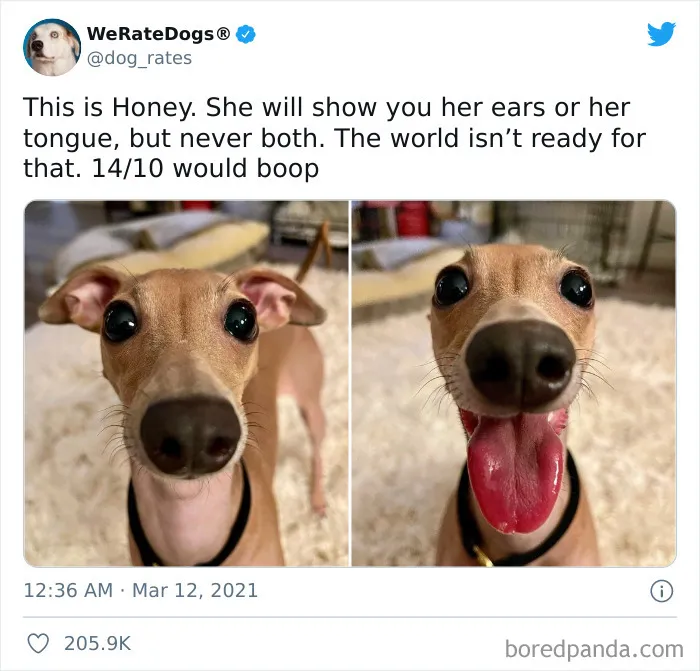 This Twitter Account Rates People's Dogs And It's Hilarious (50 New Pics)
