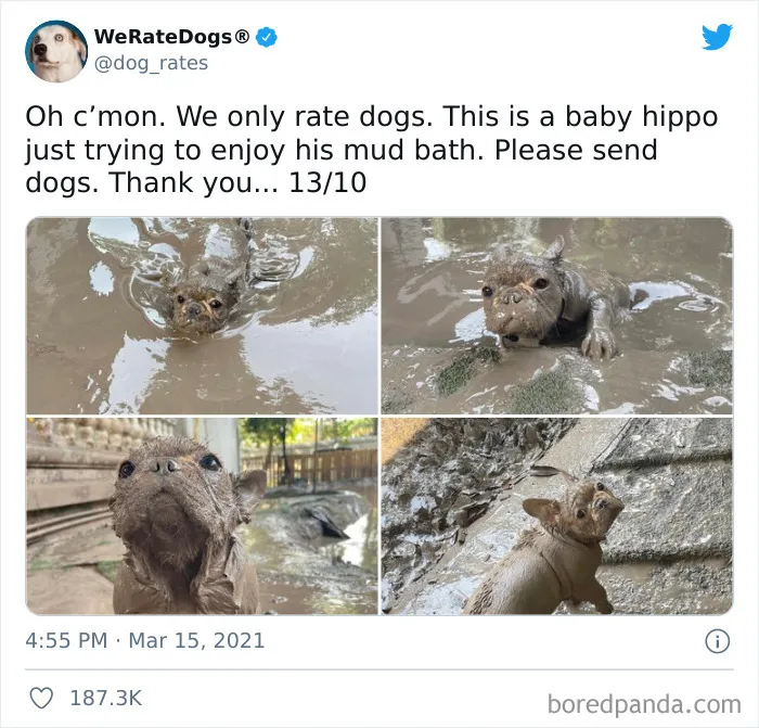 This Twitter Account Rates People's Dogs And It's Hilarious (50 New Pics)