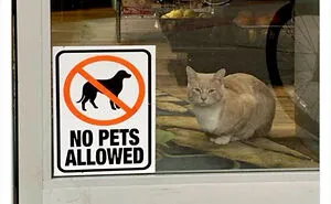 40 Cute Photos Of Bodega Cats That Feel Like Masters Of The Shops (New Pics)