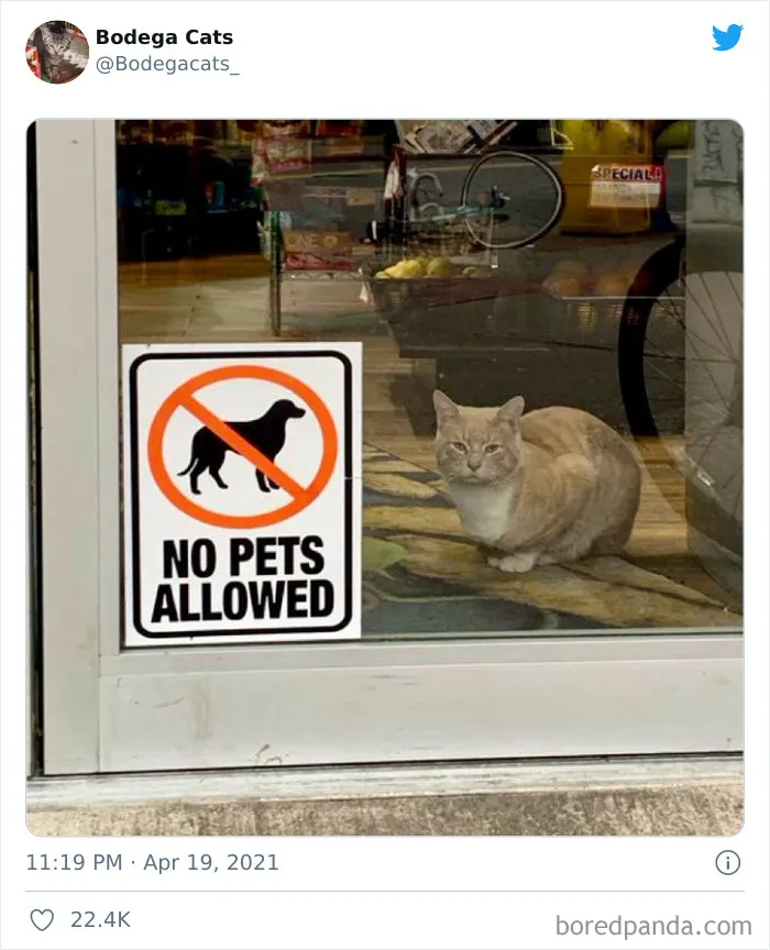Cats-Store-Bodega-Pics