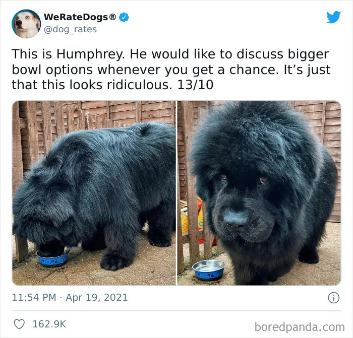 This Twitter Account Rates People's Dogs And It's Hilarious (50 New Pics)