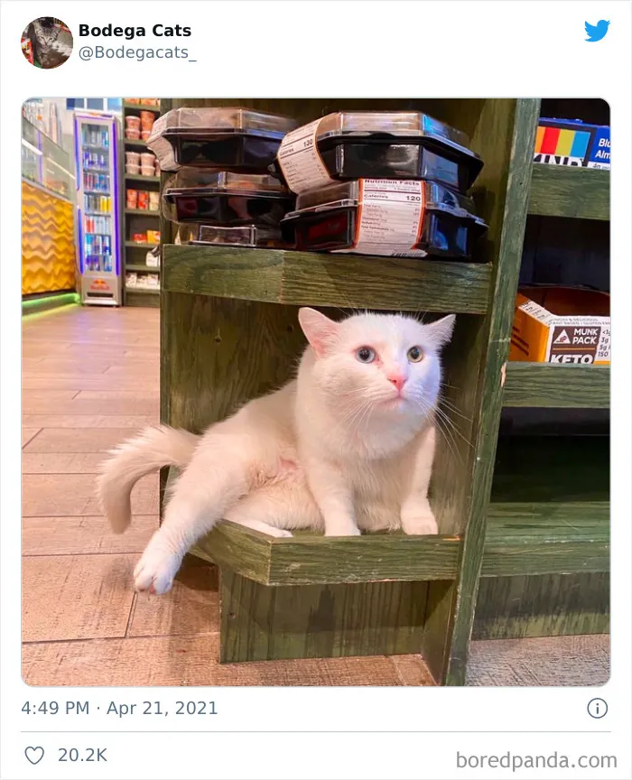 40 Cute Photos Of Bodega Cats That Feel Like Masters Of The Shops (New Pics)