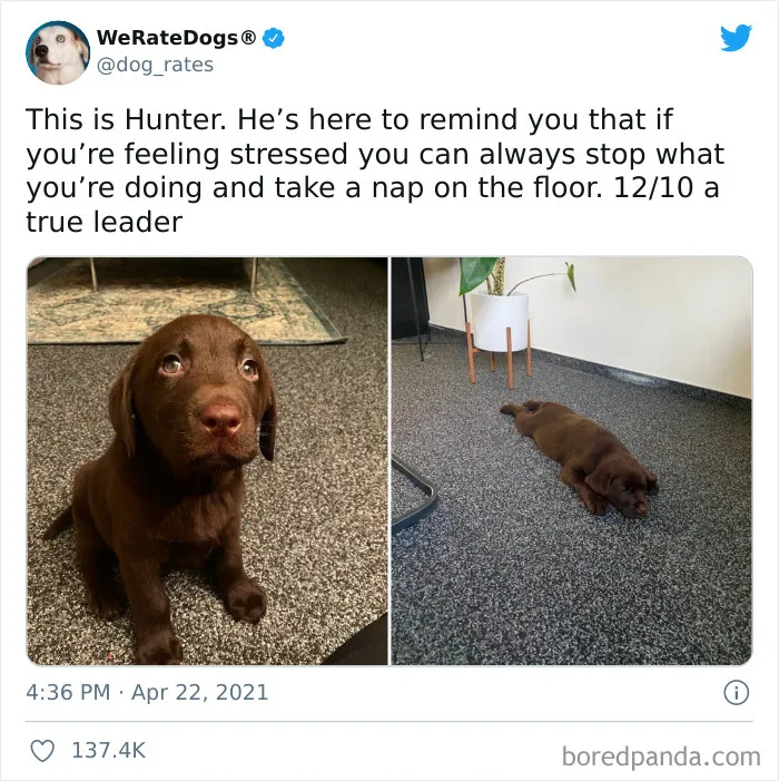 This Twitter Account Rates People's Dogs And It's Hilarious (50 New Pics)