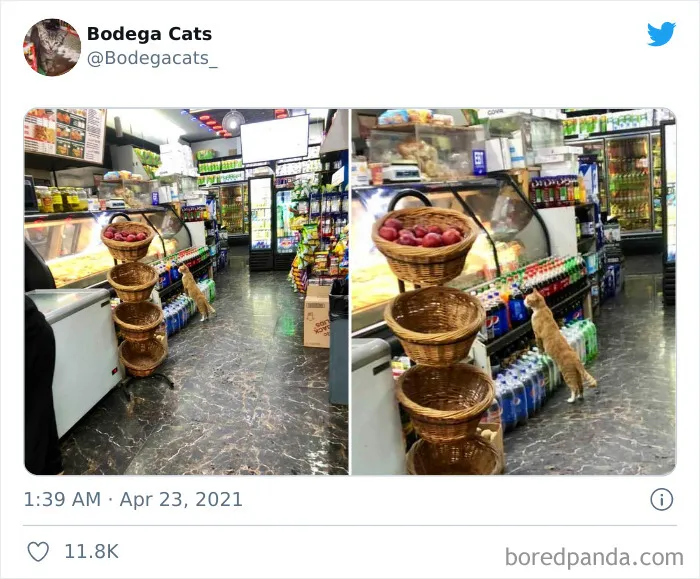 40 Cute Photos Of Bodega Cats That Feel Like Masters Of The Shops (New Pics)