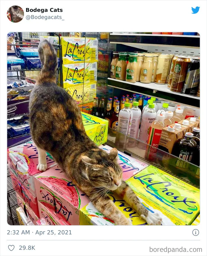 40 Cute Photos Of Bodega Cats That Feel Like Masters Of The Shops (New Pics)