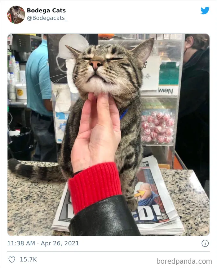 40 Cute Photos Of Bodega Cats That Feel Like Masters Of The Shops (New Pics)
