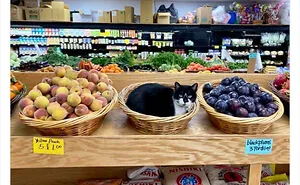 40 Cute Photos Of Bodega Cats That Feel Like Masters Of The Shops (New Pics)
