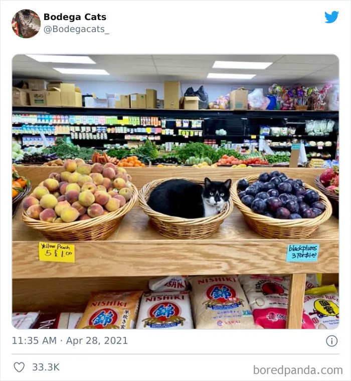 Cats-Store-Bodega-Pics