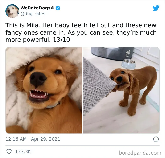 This Twitter Account Rates People's Dogs And It's Hilarious (50 New Pics)