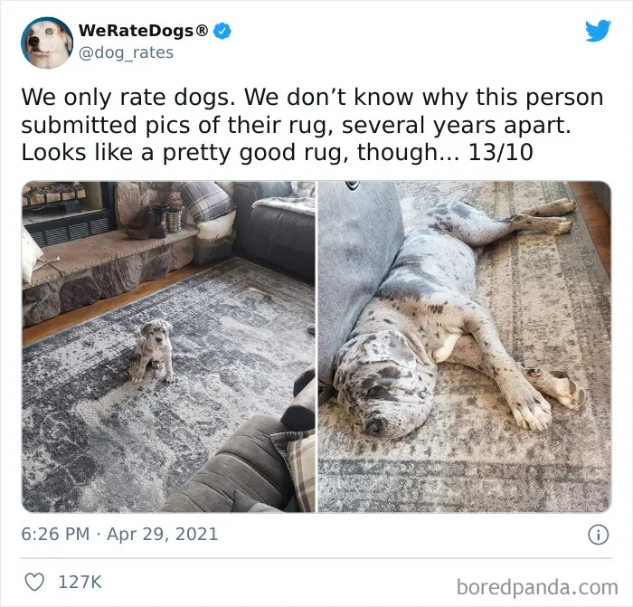 This Twitter Account Rates People's Dogs And It's Hilarious (50 New Pics)