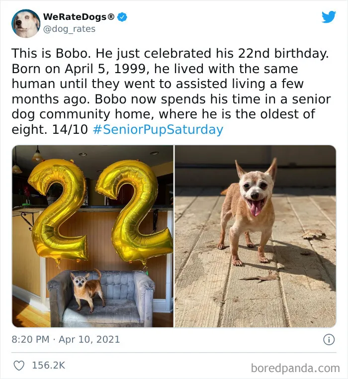 This Twitter Account Rates People's Dogs And It's Hilarious (50 New Pics)