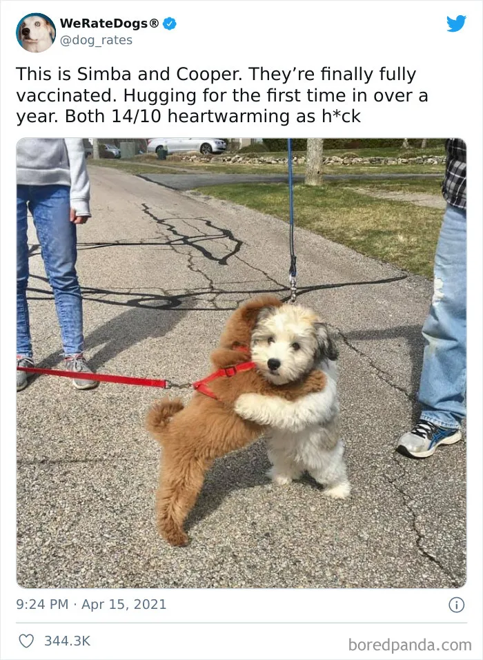 This Twitter Account Rates People's Dogs And It's Hilarious (50 New Pics)