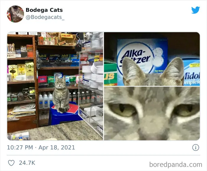 40 Cute Photos Of Bodega Cats That Feel Like Masters Of The Shops (New Pics)