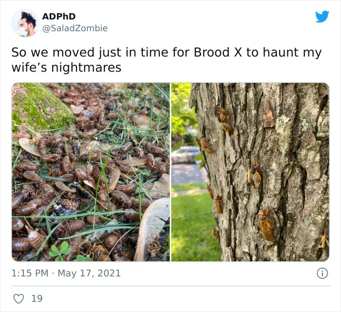 Billions Of Cicadas Emerge After 17 Years In The Ground And Create Chaos In Parts Of The US (30 Pics)