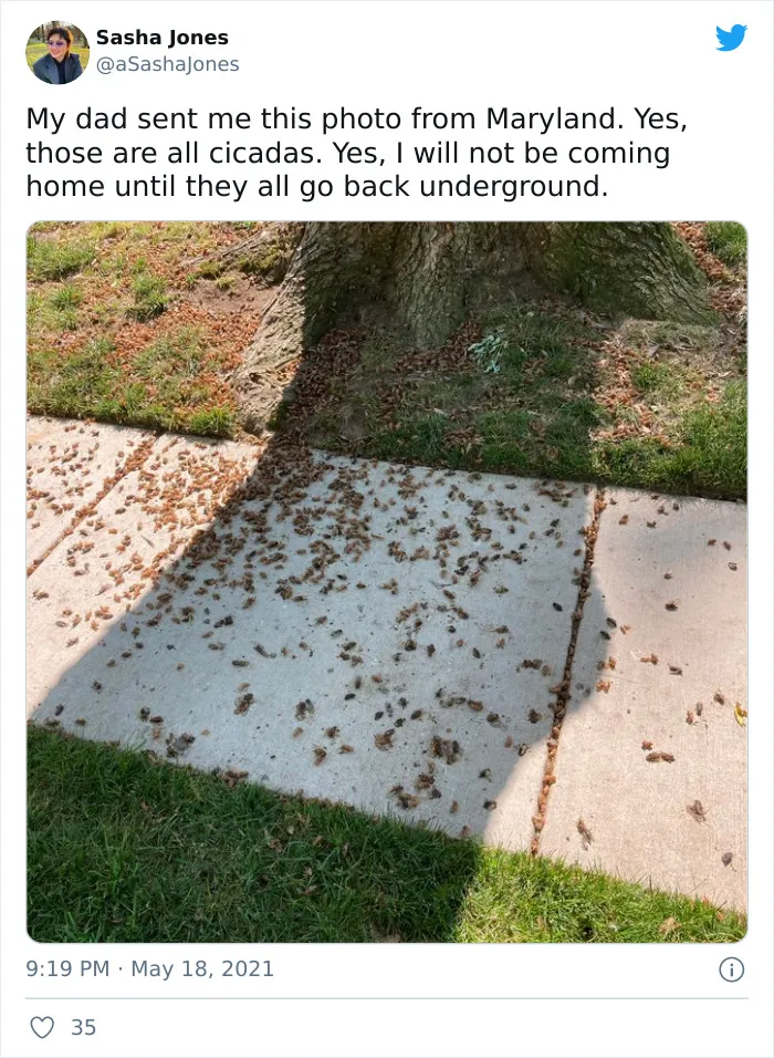 Billions Of Cicadas Emerge After 17 Years In The Ground And Create Chaos In Parts Of The US (30 Pics)