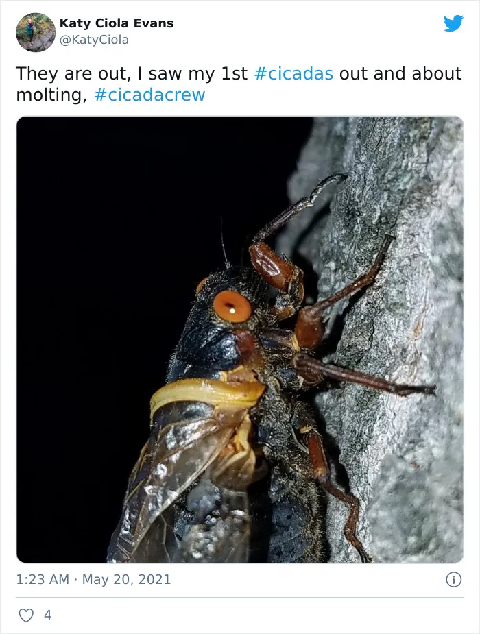Billions Of Cicadas Emerge After 17 Years In The Ground And Create Chaos In Parts Of The US (30 Pics)