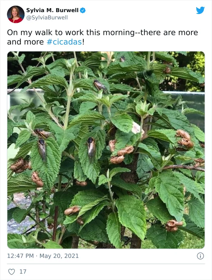 Billions Of Cicadas Emerge After 17 Years In The Ground And Create Chaos In Parts Of The US (30 Pics)