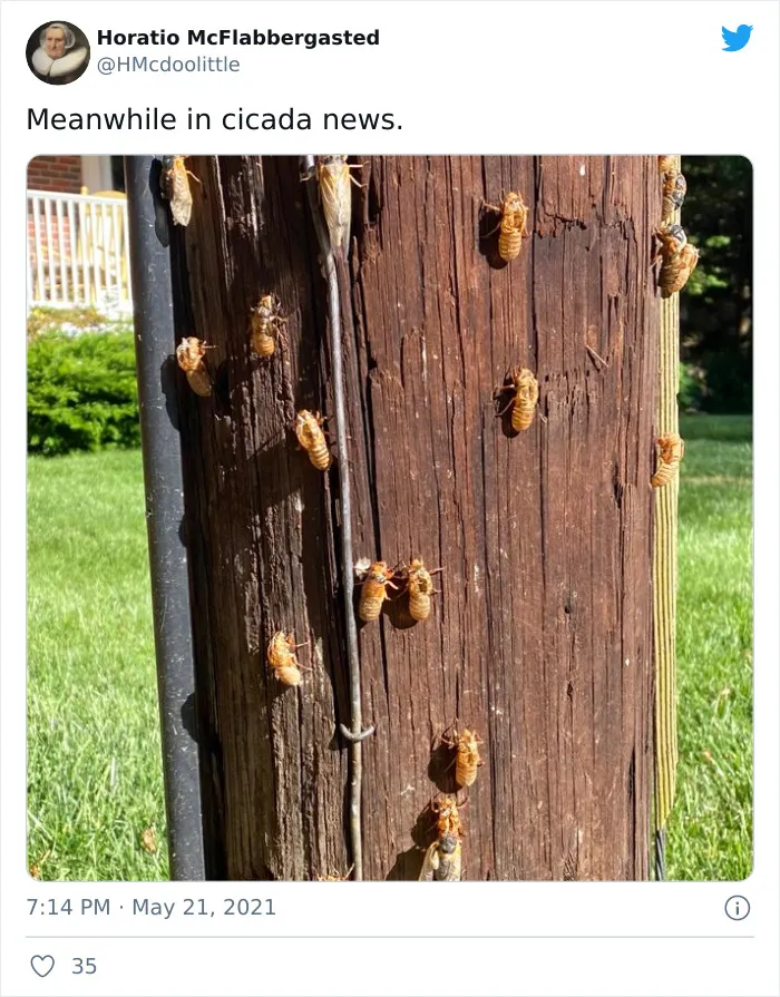 Billions Of Cicadas Emerge After 17 Years In The Ground And Create Chaos In Parts Of The US (30 Pics)