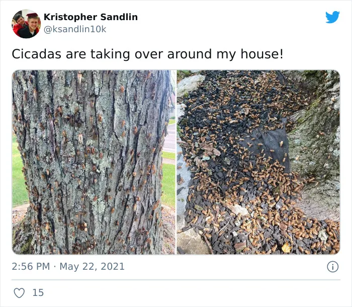 Billions Of Cicadas Emerge After 17 Years In The Ground And Create Chaos In Parts Of The US (30 Pics)