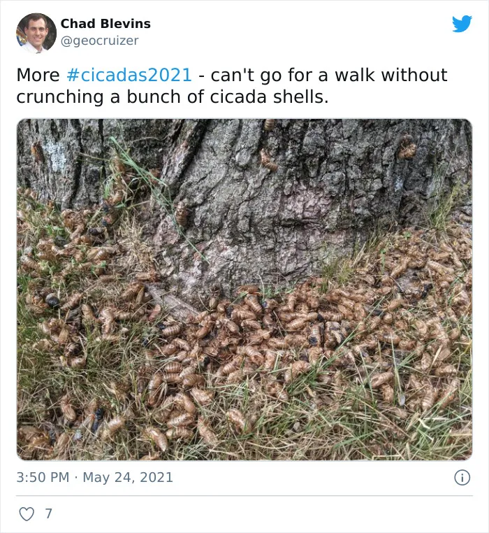 Billions Of Cicadas Emerge After 17 Years In The Ground And Create Chaos In Parts Of The US (30 Pics)