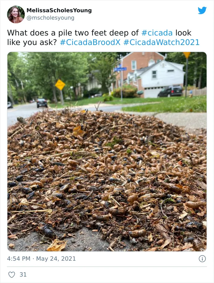 Billions Of Cicadas Emerge After 17 Years In The Ground And Create Chaos In Parts Of The US (30 Pics)