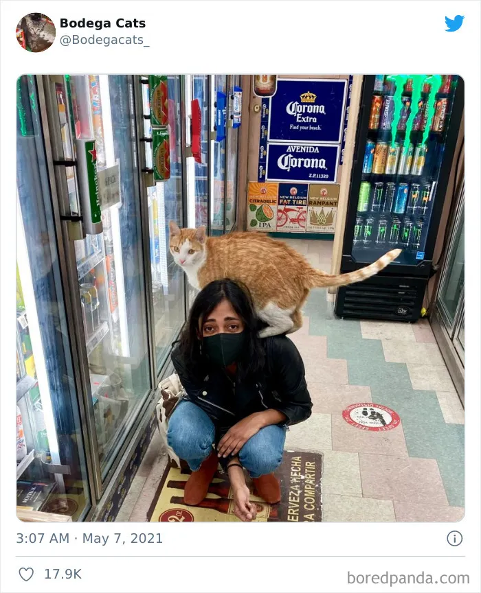 40 Cute Photos Of Bodega Cats That Feel Like Masters Of The Shops (New Pics)