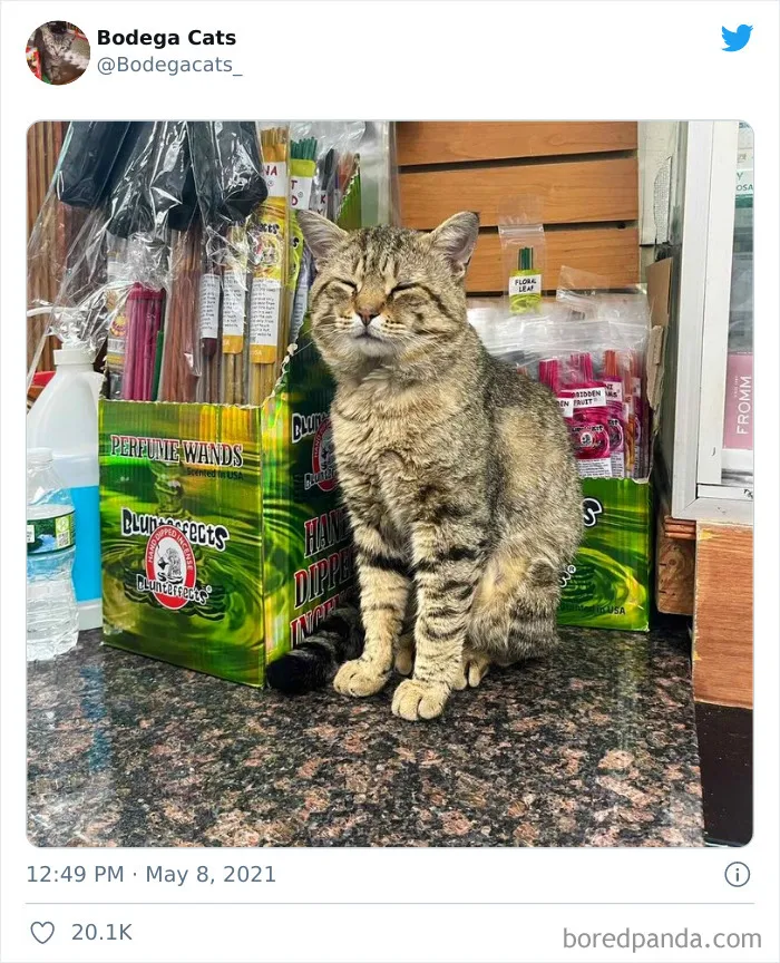 40 Cute Photos Of Bodega Cats That Feel Like Masters Of The Shops (New Pics)