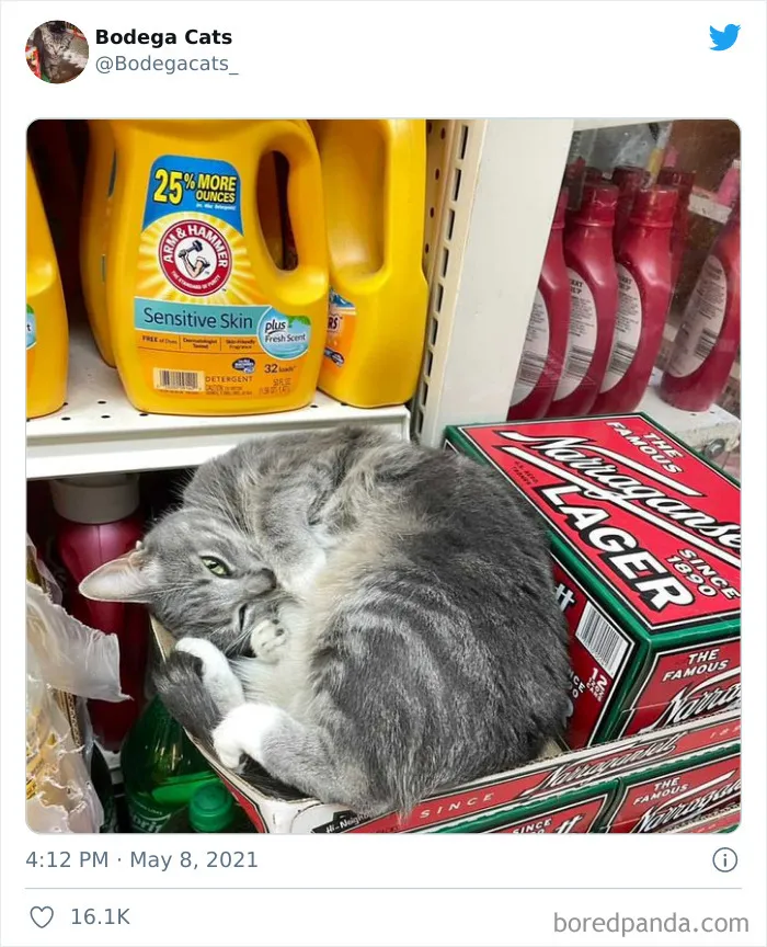 40 Cute Photos Of Bodega Cats That Feel Like Masters Of The Shops (New Pics)