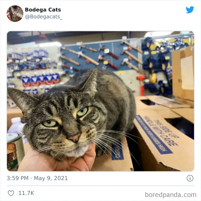 40 Cute Photos Of Bodega Cats That Feel Like Masters Of The Shops (New Pics)