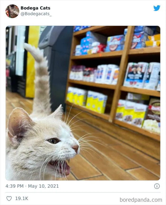 40 Cute Photos Of Bodega Cats That Feel Like Masters Of The Shops (New Pics)