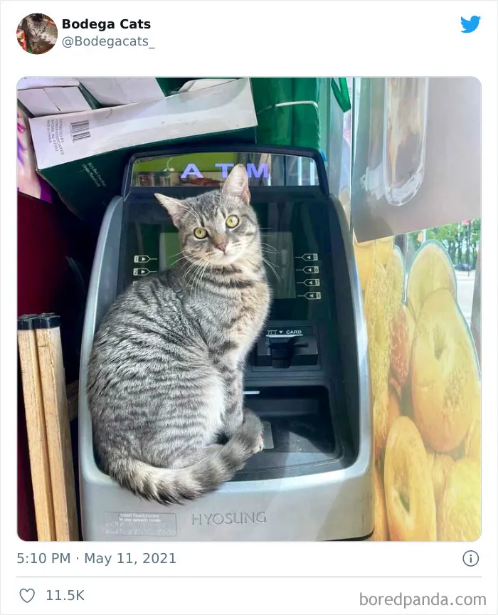40 Cute Photos Of Bodega Cats That Feel Like Masters Of The Shops (New Pics)