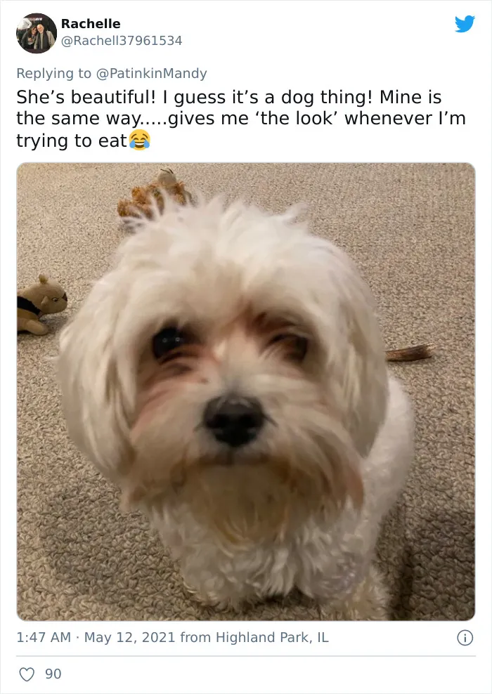 29 Dogs Making Faces To Let Their Owners Know How Much They Want Their Food
