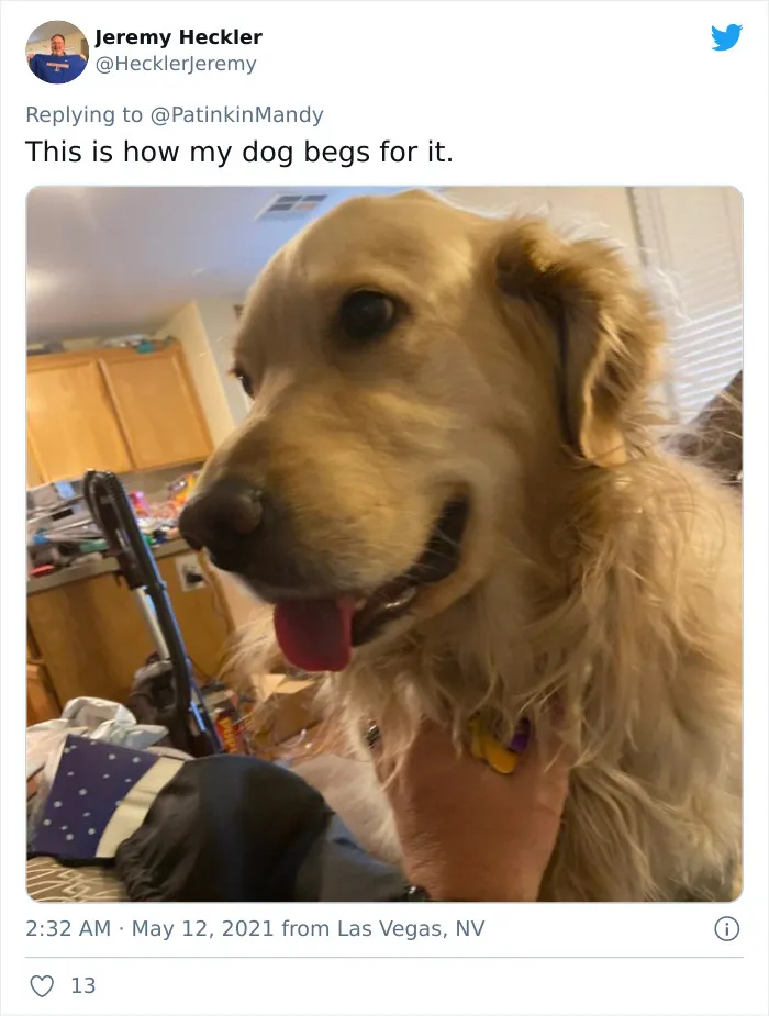 29 Dogs Making Faces To Let Their Owners Know How Much They Want Their Food