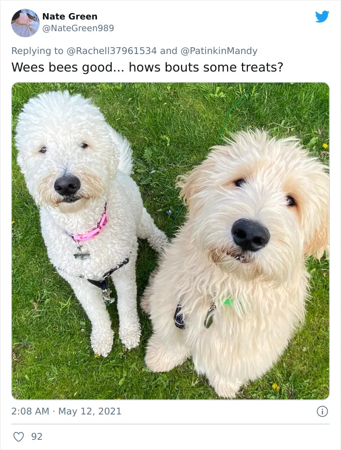 29 Dogs Making Faces To Let Their Owners Know How Much They Want Their Food