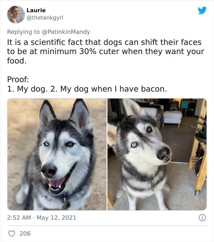 29 Dogs Making Faces To Let Their Owners Know How Much They Want Their Food