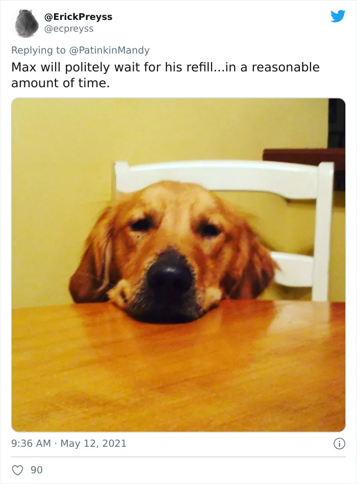 29 Dogs Making Faces To Let Their Owners Know How Much They Want Their Food