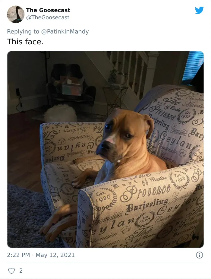29 Dogs Making Faces To Let Their Owners Know How Much They Want Their Food