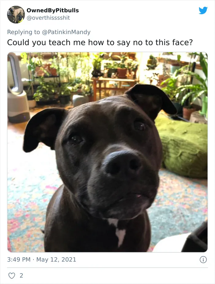 29 Dogs Making Faces To Let Their Owners Know How Much They Want Their Food