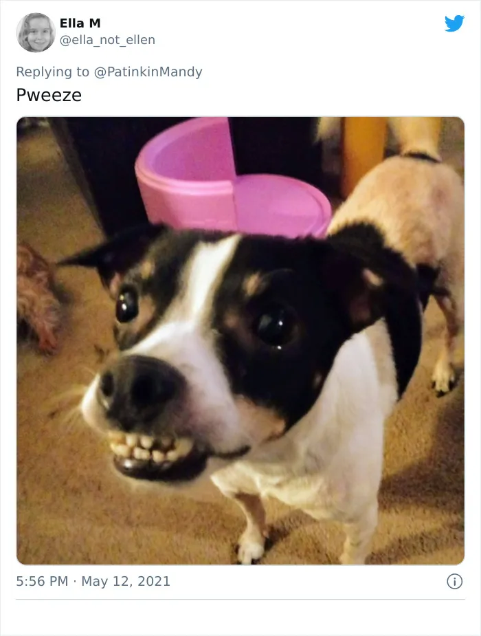 29 Dogs Making Faces To Let Their Owners Know How Much They Want Their Food