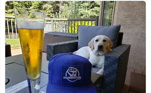 29 Dogs Making Faces To Let Their Owners Know How Much They Want Their Food