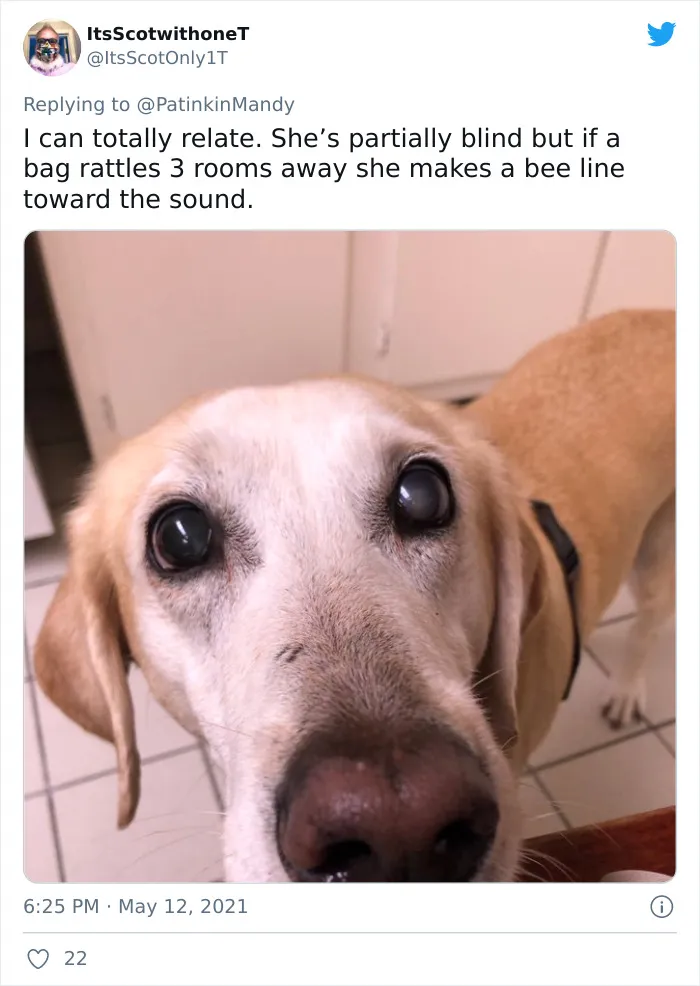 29 Dogs Making Faces To Let Their Owners Know How Much They Want Their Food