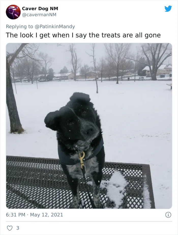 29 Dogs Making Faces To Let Their Owners Know How Much They Want Their Food
