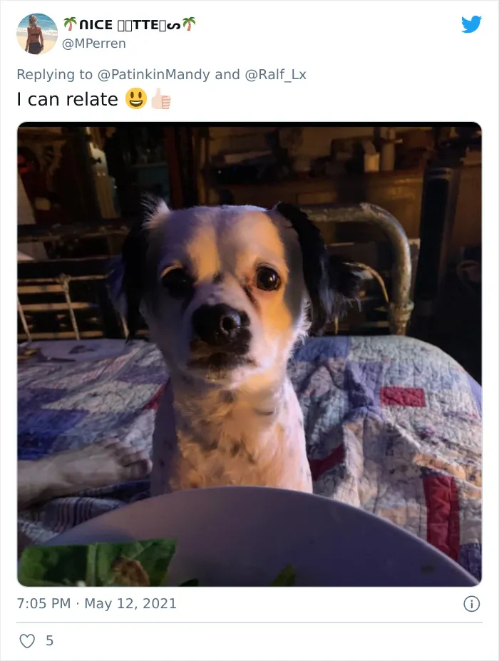 29 Dogs Making Faces To Let Their Owners Know How Much They Want Their Food