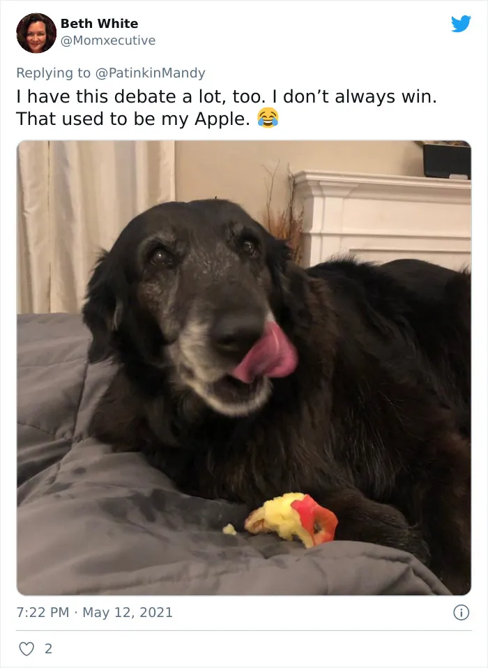 29 Dogs Making Faces To Let Their Owners Know How Much They Want Their Food